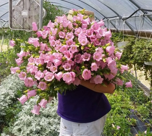 ChesapeakFlower2 Medium